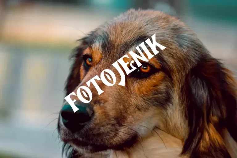 fotojenik-735