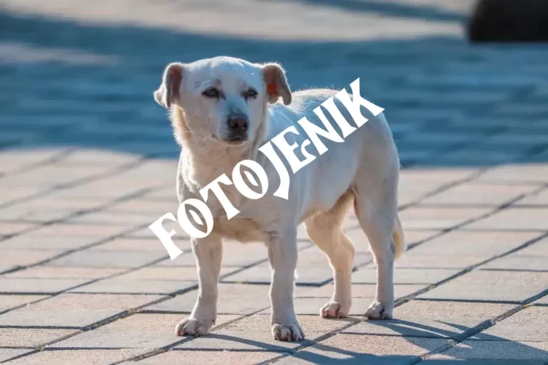 fotojenik-853